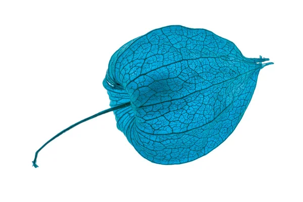 Physalis Akekengi Franchetii Lanterna Cinese — Foto Stock