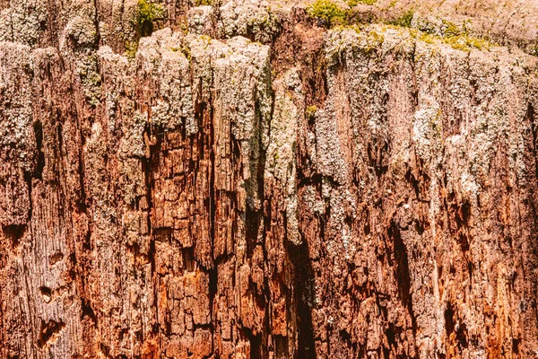 Rotten Wood Forest — 스톡 사진