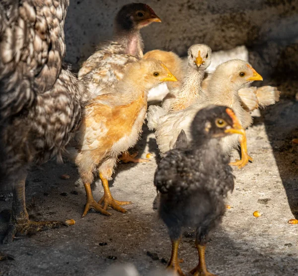 Small Chickens Yard Country Net — Stock fotografie