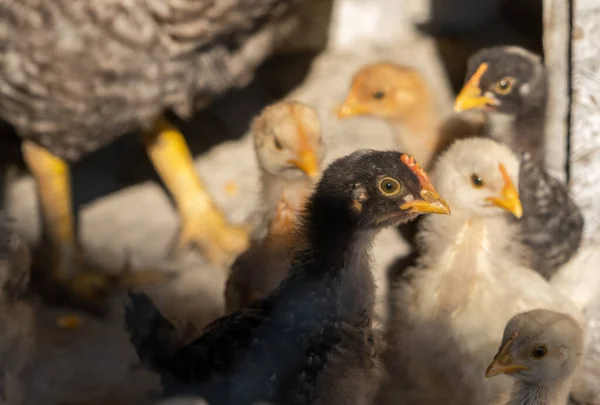 small chickens in the yard to the country behind the net