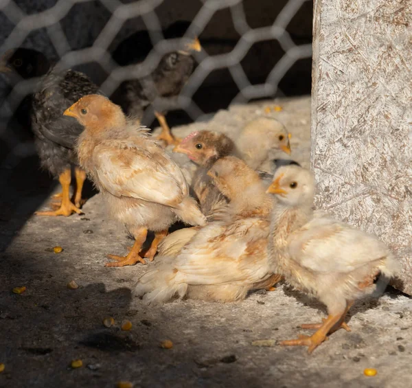 small chickens in the yard to the country behind the net