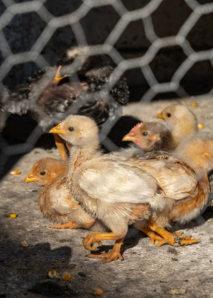 Small Chickens Yard Country Net — Stok fotoğraf
