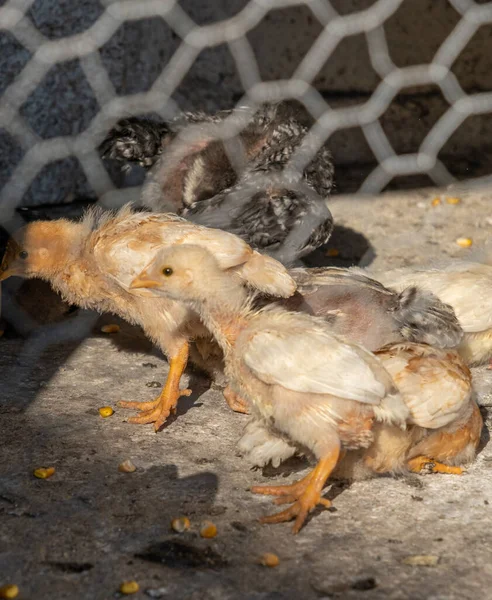 small chickens in the yard to the country behind the net