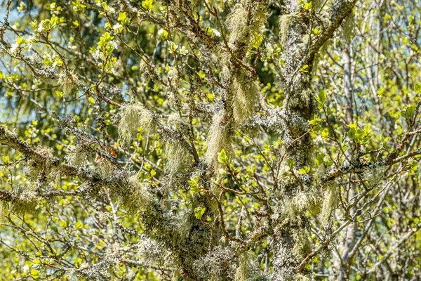 Straw Beard Lichen Other Fungi Moss Tree Branch — Stock fotografie