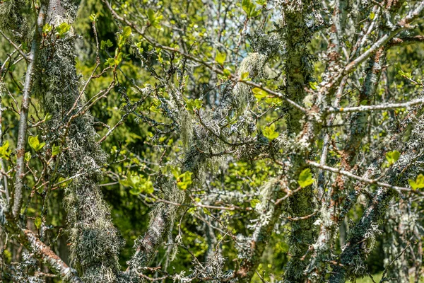 Straw Beard Lichen Other Fungi Moss Tree Branch — Photo