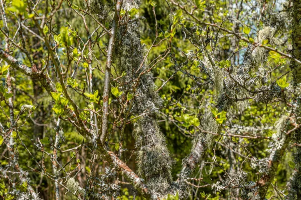 Straw Beard Lichen Other Fungi Moss Tree Branch — Photo