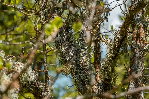 Straw Beard Lichen Other Fungi Moss Tree Branch — Stock Photo, Image