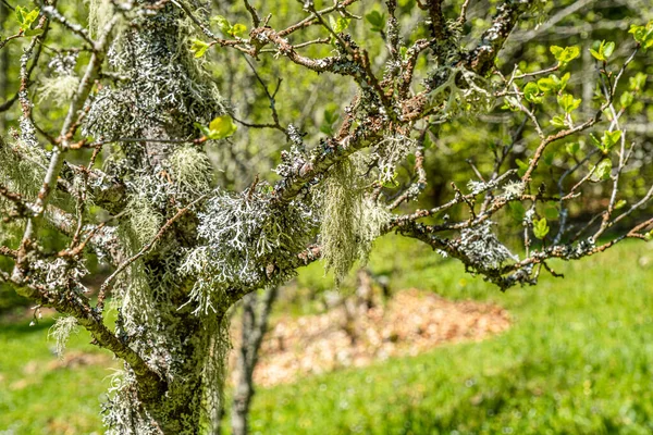 Straw Beard Lichen Other Fungi Moss Tree Branch — Stok fotoğraf