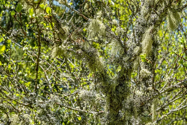 Straw Beard Lichen Other Fungi Moss Tree Branch — Photo