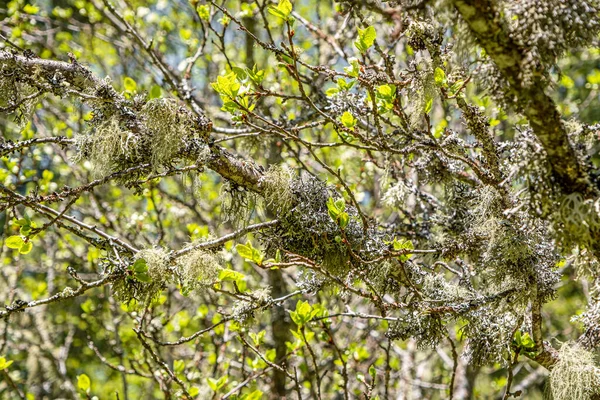 Straw Beard Lichen Other Fungi Moss Tree Branch — Stock Fotó