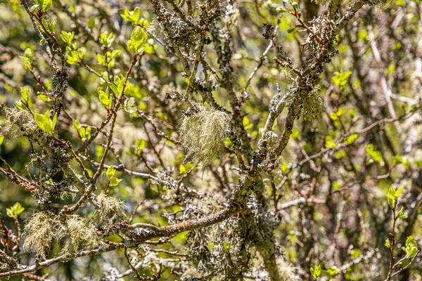 Straw Beard Lichen Other Fungi Moss Tree Branch — Stok fotoğraf