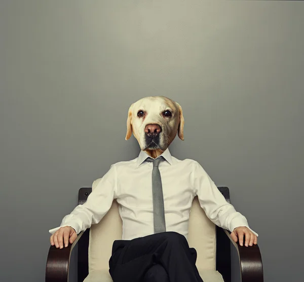 business dog sitting on the chair