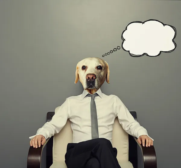 Business dog thinking — Stock Photo, Image