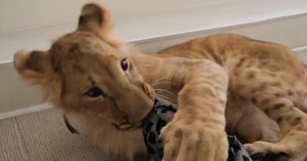 Lion cub playing with cushion — Stock Video