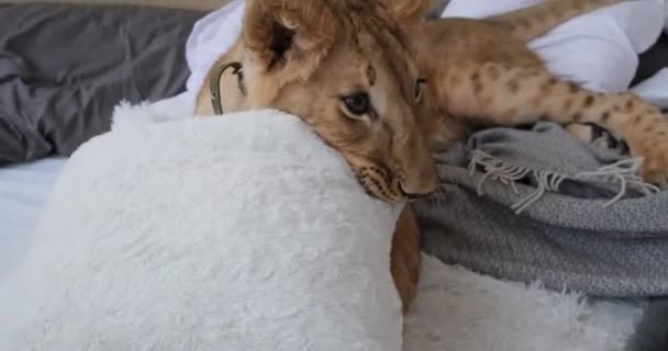 Anak singa bermain dengan bantal — Stok Video