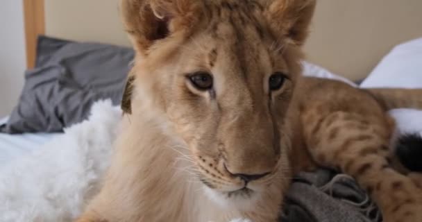 Filhote de leão brincando com almofada — Vídeo de Stock