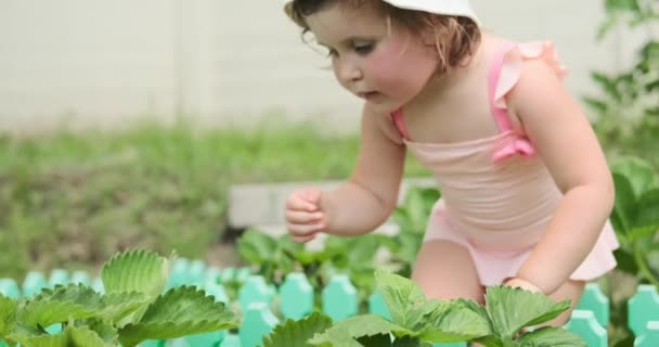 Meisje raapt aardbeien op van boerderij — Stockvideo