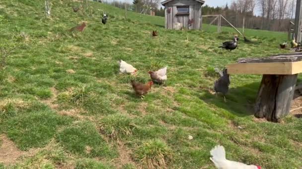 Hens and turkey roaming around poultry farm — Vídeos de Stock