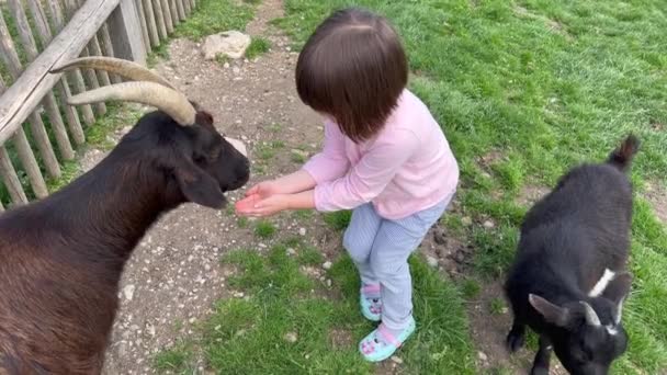 Little girl feeding and stroking goat at farm — Video Stock
