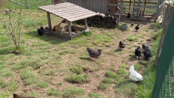 Hens and turkey walking and pecking in poultry farm — Vídeos de Stock