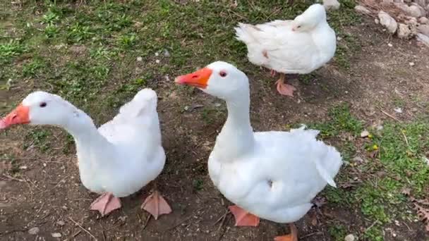 Four ducks walking on farmland — ストック動画