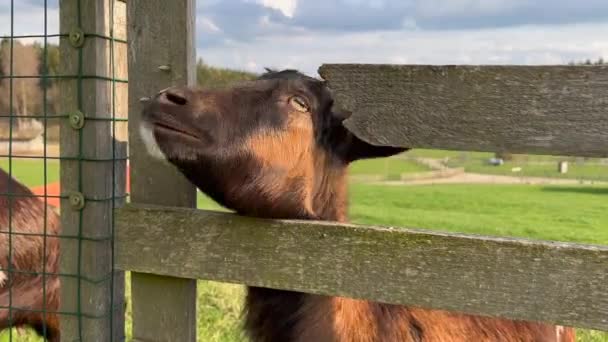 畑の柵のそばに立っているヤギ二頭 — ストック動画