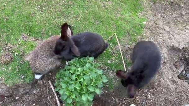 High angle view of three rabbits on field — Video Stock