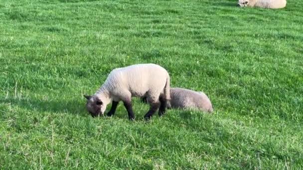 2匹の子羊が畑で放牧 — ストック動画