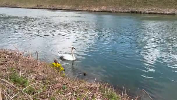 Swan swimming on lake water surface — Vídeos de Stock