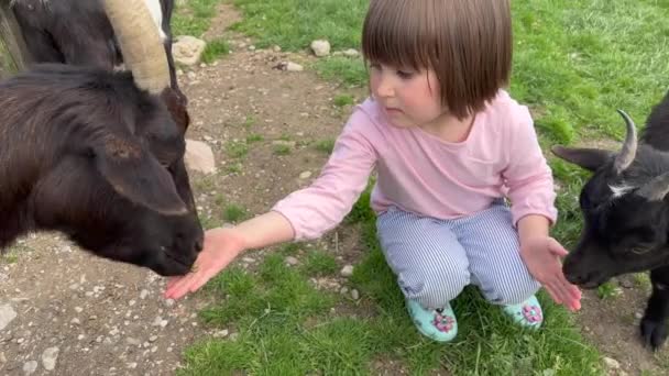 Klein meisje hurken en voeden geit — Stockvideo