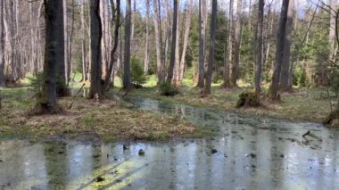 Ormandaki yoğun ağaçlar ve nehirler