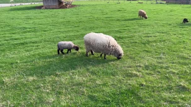 Ovce a jehňata pasoucí se na poli — Stock video