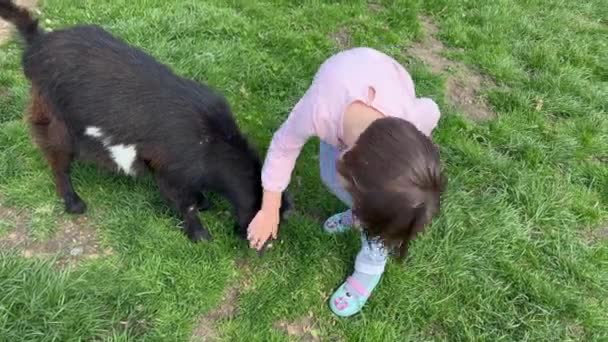 Little girl stroking goat at farm — Video Stock
