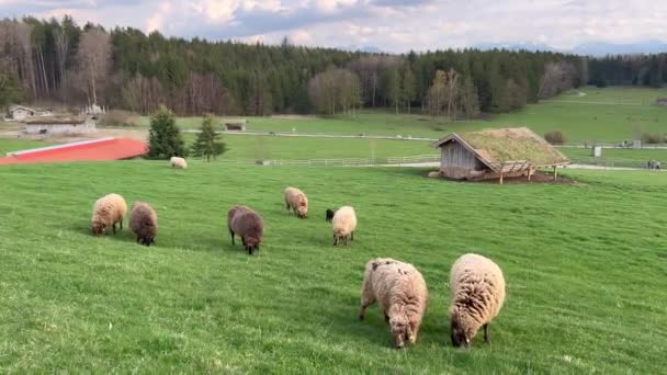 Gregge di pecore al pascolo sul campo — Video Stock