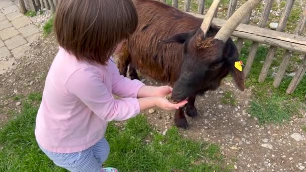 Маленька дівчинка годує козла на фермі — стокове відео