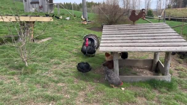 Hens and turkey walking and pecking in poultry farm — Vídeos de Stock
