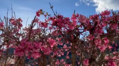 Ağaçta çiçek açan pembe tesisatçı çiçekleri