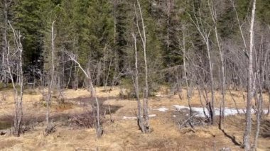 Karla kaplı dağlarla kaplı ormandaki ağaçlar