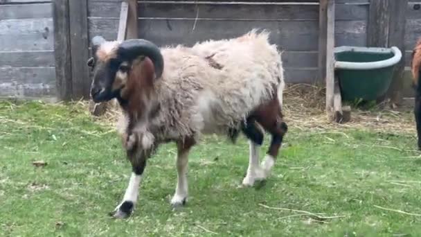 Sheep walking and grazing on grass field — Vídeo de Stock