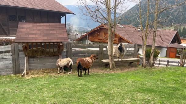 Sheep and goats on farm by residential structure — Vídeo de Stock