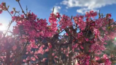 Ağaçta çiçek açan pembe tesisatçı çiçekleri