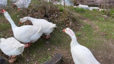 Vahşi doğada yürüyen ördek sürüsü.