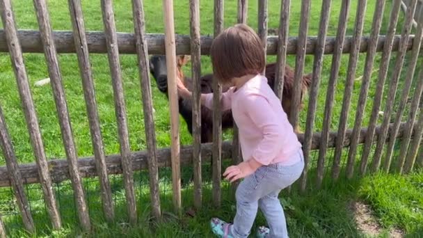 Маленька дівчинка погладжує козла на фермі — стокове відео