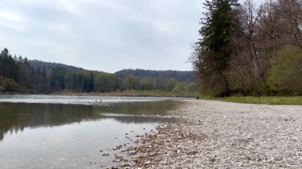 Vista panorámica del cisne nadando en el río por el bosque — Vídeos de Stock