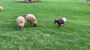 Koyun ve keçi tarlada otluyor.