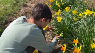 Çocuk bıçakla çiçek kesiyor.