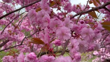 Pembe kiraz çiçekleri ve tomurcukları