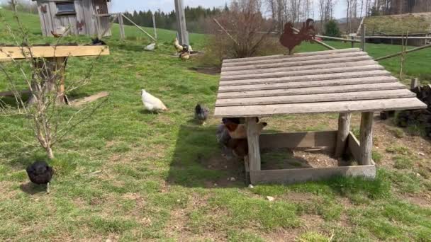 Hens and turkey pecking inside poultry farm — Stock Video