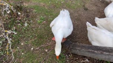 Çiftlik arazisinde yürüyen ördek sürüsü