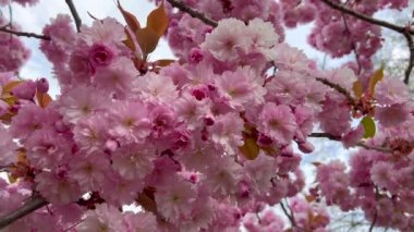 Ağaçta açan pembe kiraz çiçekleri